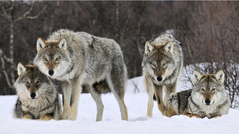 wolfpack